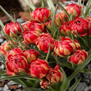 Тюльпан Ап Пинк купить по цене от 390р. в интернет-магазине «Посадика» с доставкой почтой в в Москве и по всей России – [изображение №1].