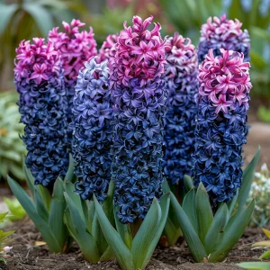 Гиацинт Блю Спринг купить по цене от 2099р. в интернет-магазине «Посадика» с доставкой почтой в в Москве и по всей России – [изображение №1].