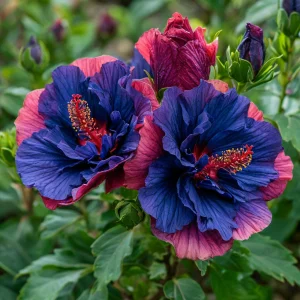 Гибискус Роуз Шайн купить по цене от 360р. в интернет-магазине «Посадика» с доставкой почтой в в Москве и по всей России – [изображение №1].