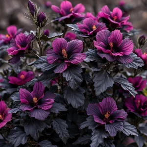 Гибискус Корал Чарм купить по цене от 271р. в интернет-магазине «Посадика» с доставкой почтой в в Москве и по всей России – [изображение №1].