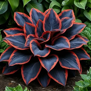 Хоста Солнечный Агат купить по цене от 440р. в интернет-магазине «Посадика» с доставкой почтой в в Москве и по всей России – [изображение №1].