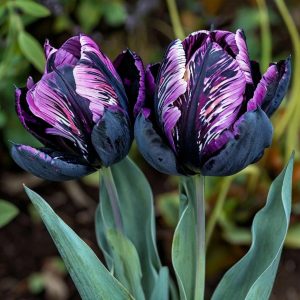 Тюльпан Блэк Каньон купить по цене от 305р. в интернет-магазине «Посадика» с доставкой почтой в в Москве и по всей России – [изображение №1].