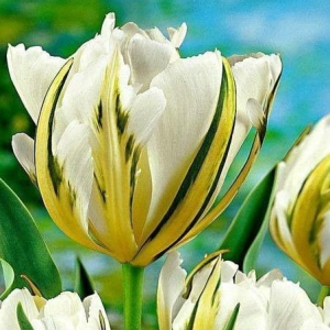 Тюльпан Экзотик Пуруссима купить по цене от 305р. в интернет-магазине «Посадика» с доставкой почтой в в Москве и по всей России – [изображение №1].