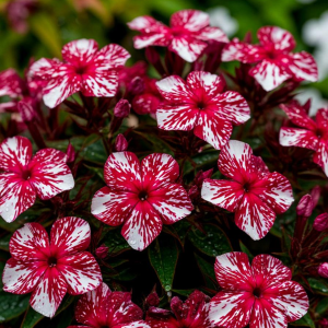 Флокс Ливер Гриммер купить по цене от 590р. в интернет-магазине «Посадика» с доставкой почтой в в Москве и по всей России – [изображение №1].