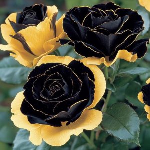 Роза Ханни Сикл купить по цене от 700р. в интернет-магазине «Посадика» с доставкой почтой в в Москве и по всей России – [изображение №1].